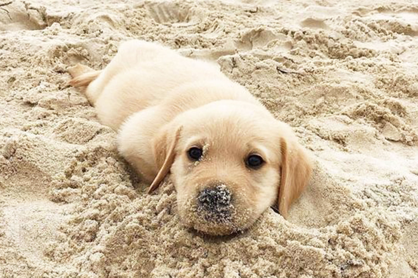 How To Talk To Your Dog About Ocean Plastic