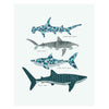 Shark ID, 11x14 Art Print